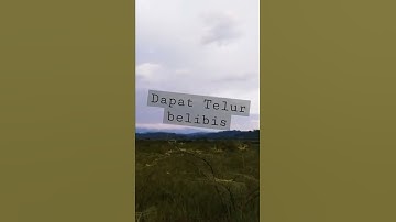 Sarang Belibis