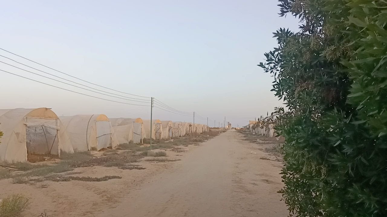 مزرعة ضخمة للايجار انتاج حيواني – انتاج داجني – صوب زراعية علي الاسفلت ...