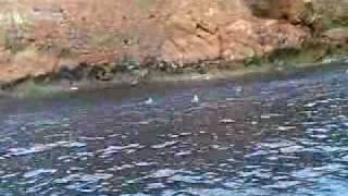 Verso E Romerson Indo Pesca Em Auto Mar