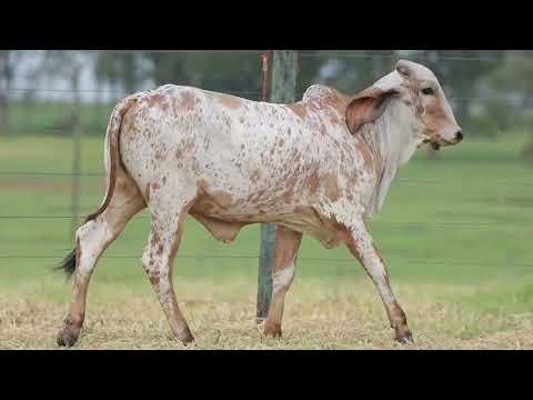 LOTE 21 – CAL 15137 ANIZ FIV CAL