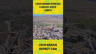 Louis brings dorcha a snack sized lunch 🐟
Dorcha is waiting for Louis to bring her a fish which he eventually arrives with at lunchtime. Unfortunately it is a bite sized tiddler. Probably she would prefer a main course rather than a starter. Nonetheless she takes the offering and flies off to eat this snack.
View both of our cameras and join the conversation on all the nest action at
https://www.woodlandtrust.org.uk/trees-woods-and-wildlife/osprey-cam/ Louis brings dorcha a snack sized lunch 🐟