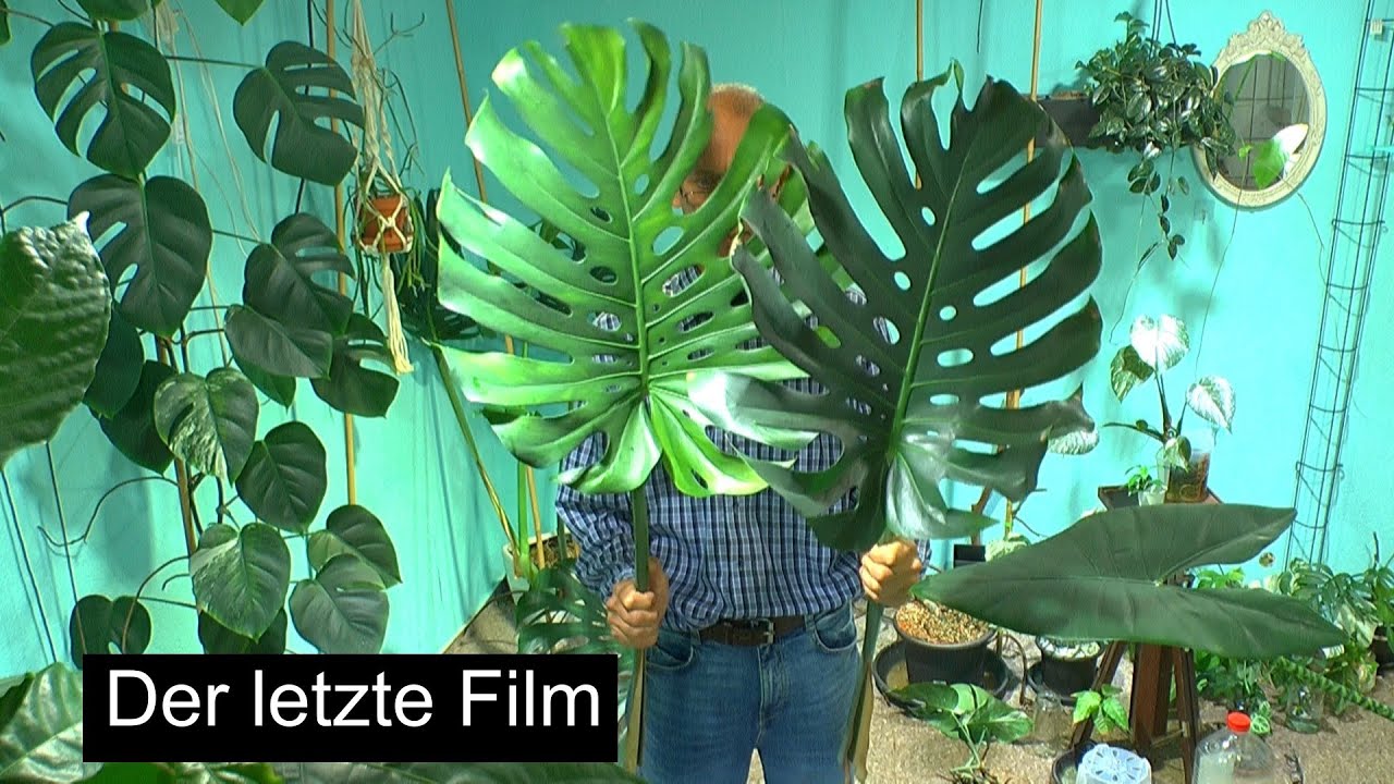 Der letzte Film im Reich der Zimmerpflanzen ?🤔 Monstera neues Projekt und ich nehme dich mit