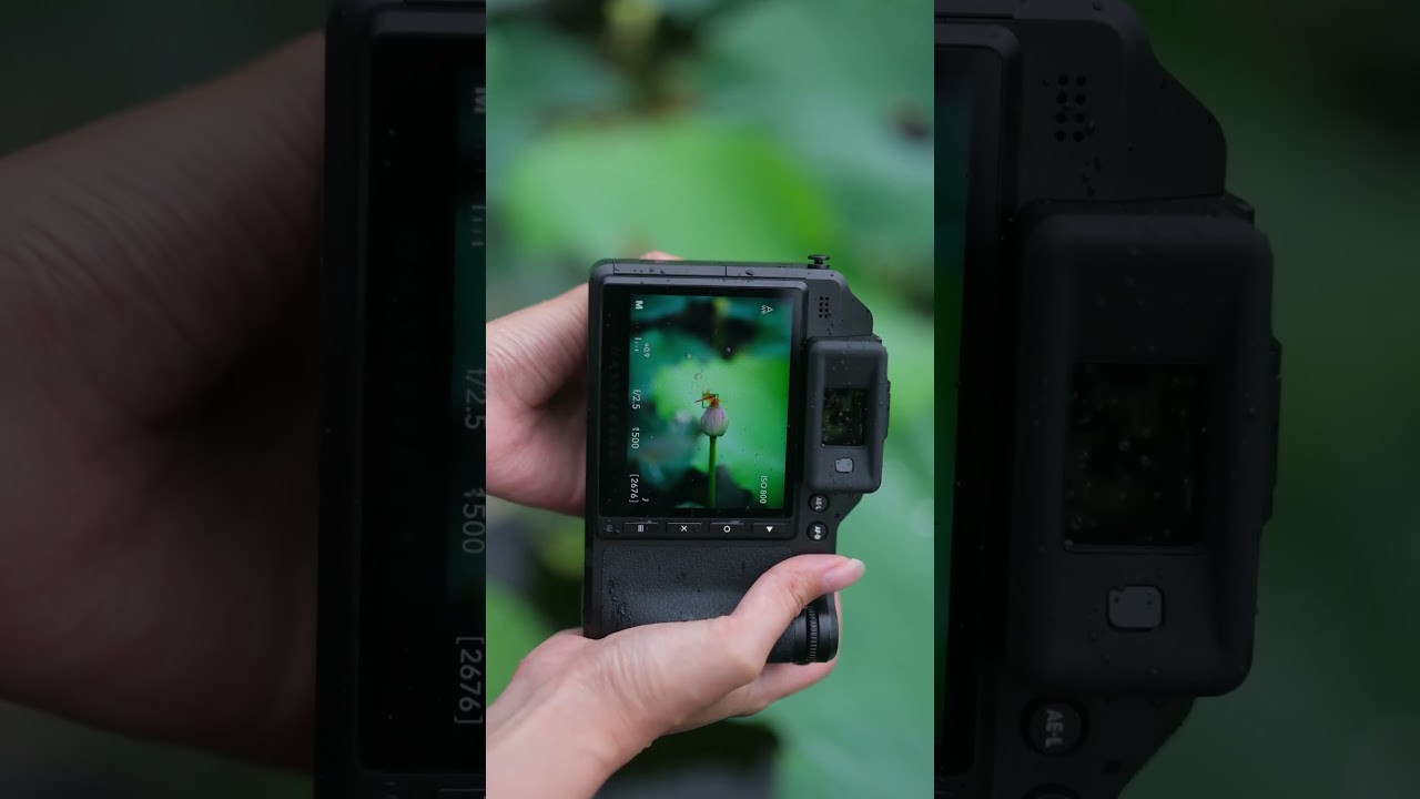 Peer Through Clear Streams and Delicate Dragonflies with Your Camera 