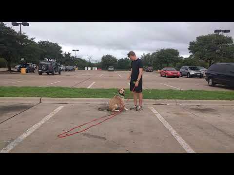 training-a-shy-dog.-branch.(3)
