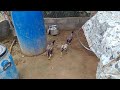jathi pillalu sale full video veeru amazing world