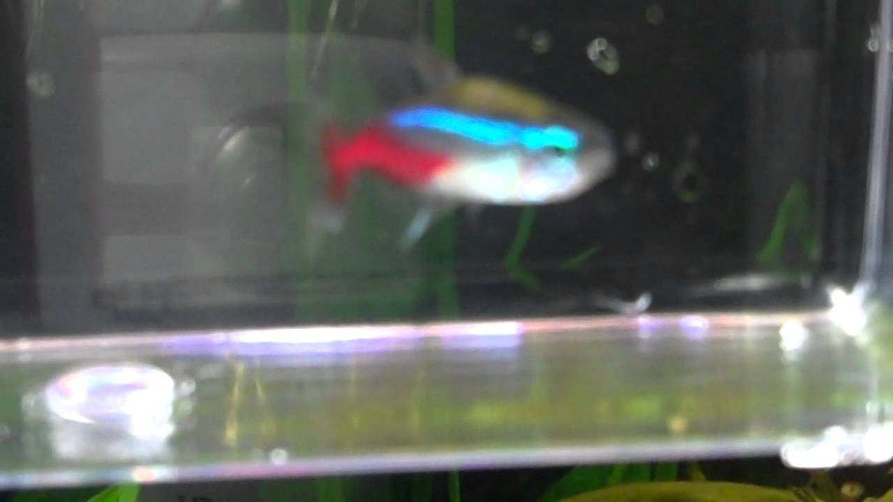 Sick Neon Tetra YouTube