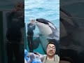 This Dolphin Bond is Insane #marine #training #incredible