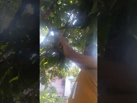 लिची के कलम से पौधा केसे तैयार किया जाता हैं