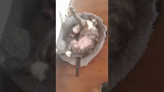 Toby The Bull Terrier Dont Want To Have A Bath