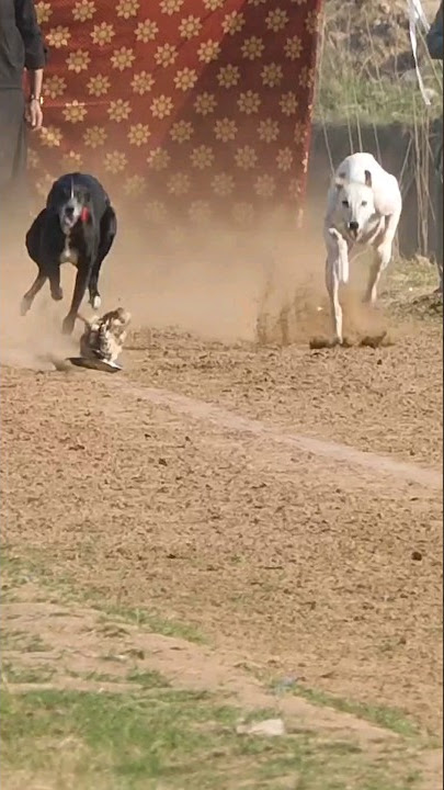 Super Dog Race #greyhoundracing