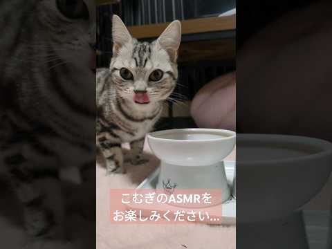 【ASMR】ご飯を食べる猫
