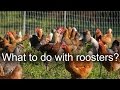 What to do with old chickens and roosters? What to do with old chickens and roosters?