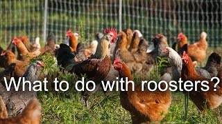 What to do with old chickens and roosters?