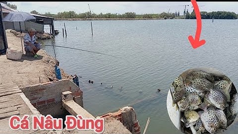 Trở lại câu Đùng | Trúng Bầy cá Nâu ,giựt liên Tục | Câu cá thiên nhiên