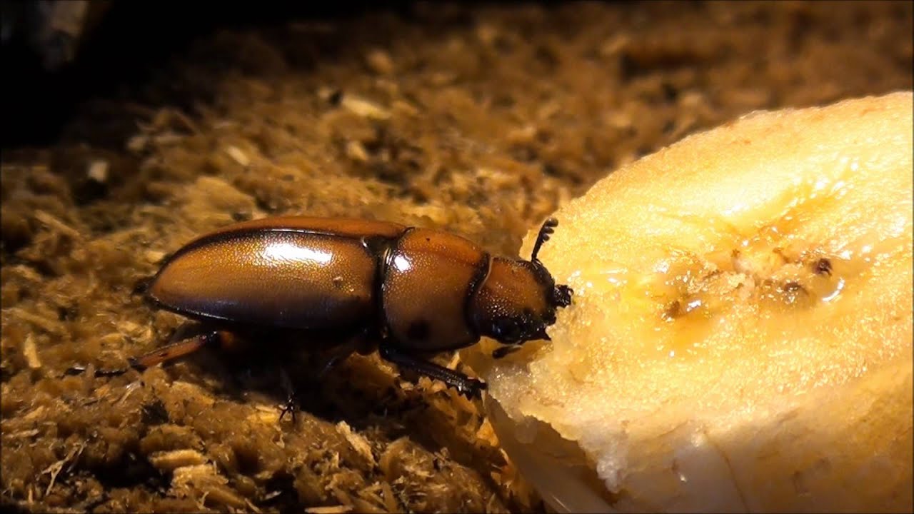 video to gif Prosopocoilus Astacoides blanchardi femelle