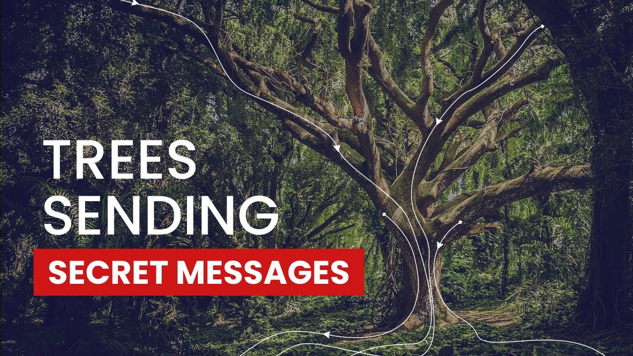 Do Trees REALLY Talk? The Secret Forest Network You Won't Believe!