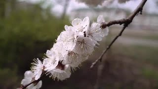 Cherry Tree Stock Video