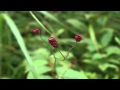 吾亦紅~移りゆく日々~/川中美幸 cover 駅人