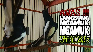 kacer gacor nagen satu titik bongkar emosi mencari lawan