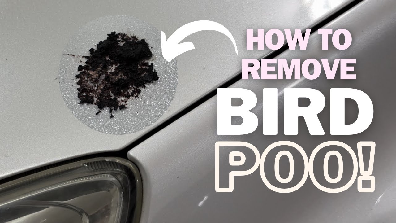 How To Safely Remove Bird Poo From Your Vehicle’s Paint YouTube