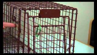 TNR  how to work the cat traps