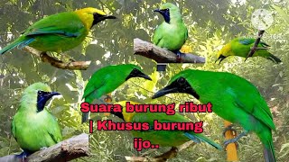 Suara pikat burung ribut, khusus burung ijo , ijo big ,ijo mini dan cucak Rante,,, ijo ribut.....