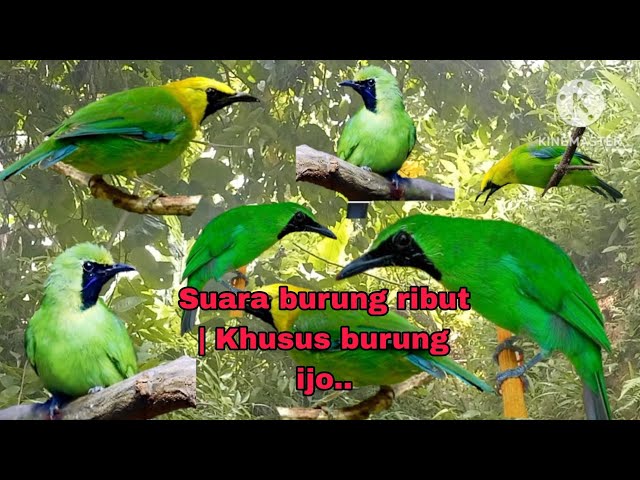 Suara pikat burung ribut, khusus burung ijo , ijo big ,ijo mini dan cucak Rante,,, ijo ribut..... class=