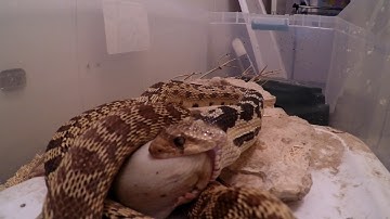 Bull snake eating rat part 2