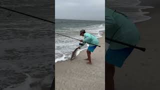 Sandbar Shark Wrangling Jones Beach Long Island