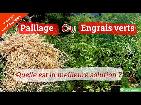 Green fertilizers versus mulch, the comparison to better protect your soil - Advice from the 4 Se...