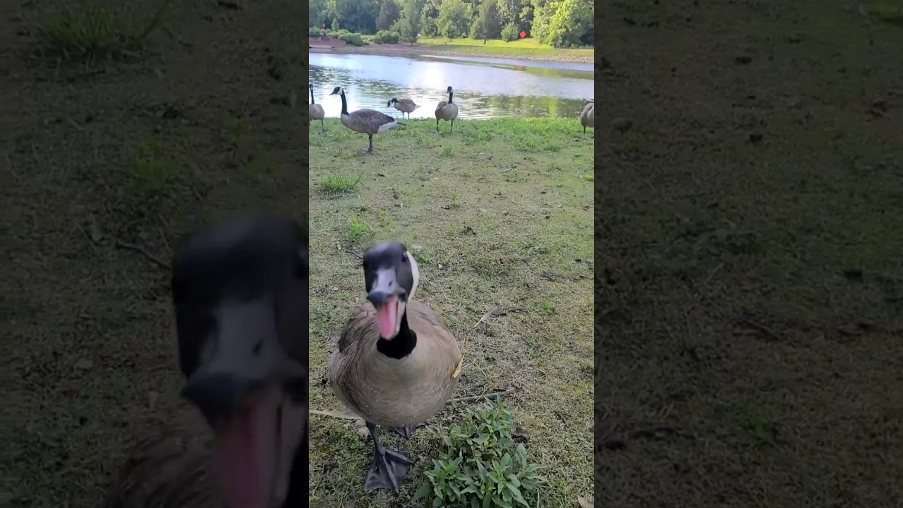 #shorts Angry Goose ready to fight me at the park hissing fiercely #geese #park #angry #attack