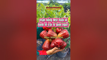 mận hồng mst nuôi lỡ trái to giòn ngọt kinh tế #manhongmst #caygiong #caykinhte #caygiongchatluong