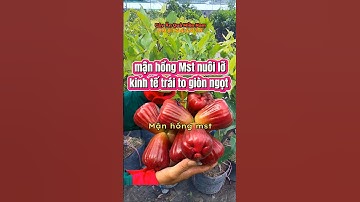 mận hồng mst nuôi lỡ trái to giòn ngọt kinh tế #manhongmst #caygiong #caykinhte #caygiongchatluong