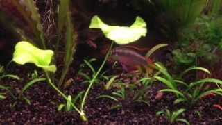Kribensis Fry