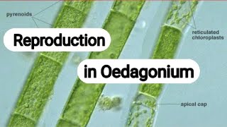 Reproduction In Oedagonium - Note S3