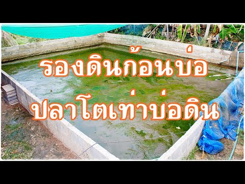 เลี้ยงปลาในบ่อปูน/บ่อผ้าใบยังไงให้โตเท่าบ่อดิน ทดลองจากประสบการณ์จริงได้ผลดีมากๆ เล่าสู่กันฟังครับ
