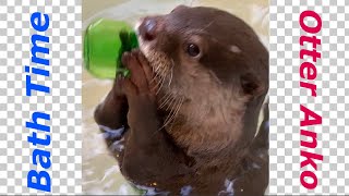 Bath Time Of Otter Anko カワウソ アンコのお風呂の時間