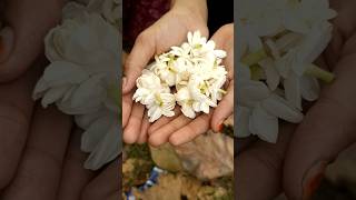 nature beauty 💝 flowers lover 🌷just a village clip🌸 Anam Khan #shortvideo #viral