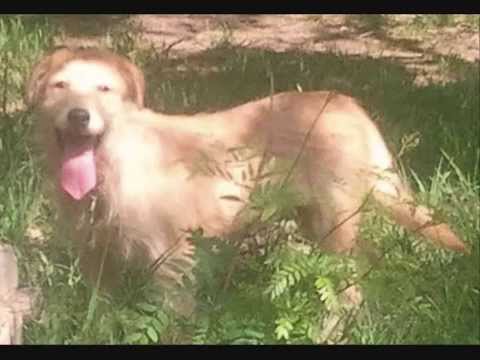 AVAILABLE FOR ADOPTION-SANDY