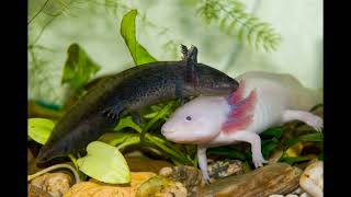 Can Axolotls Live Out of Water?  Axolotl Facts Explained
