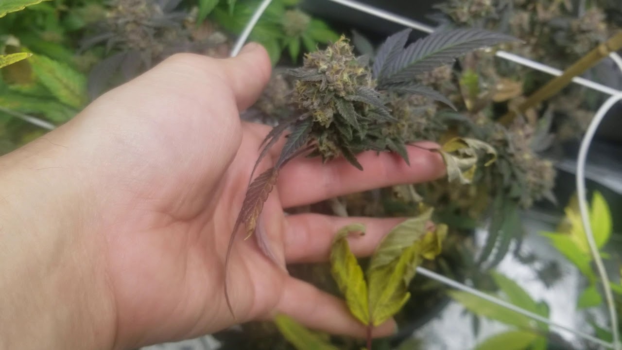 new flavors vanilla frosting from dark heart nursery