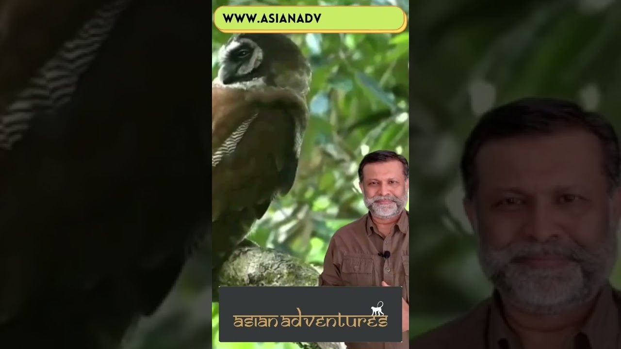 Discover the joy of spotting a Brown Wood Owl with Asian Adventures