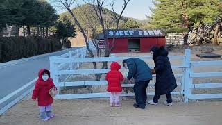 강원도 고성 가족리조트 ⛰ 켄싱턴 설악밸리에서 바비큐, 조식, 먹이주기 체험까지 모두 다!