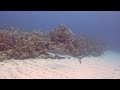 Scuba Belize - Mayan Princess