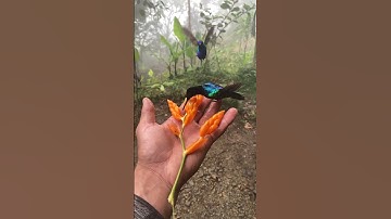 Hummingbird flying in Slow Motion | #shorts #ytshorts #birdslover