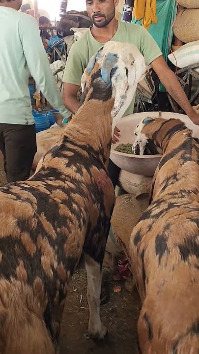 Gujari bakra deonar Bakra Mandi 2024