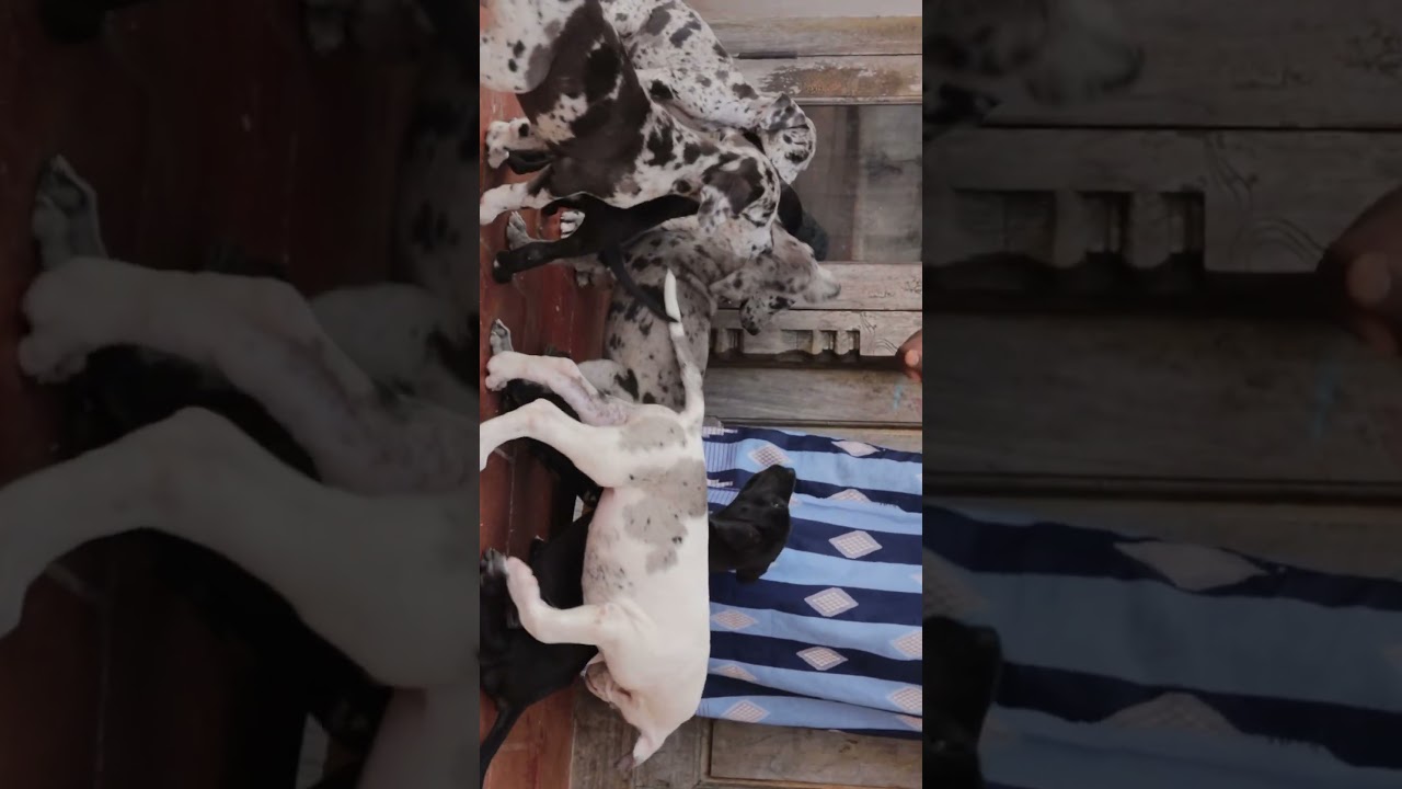 top quality pets for sale| Thanajvur | Contact . 70100 25132 |