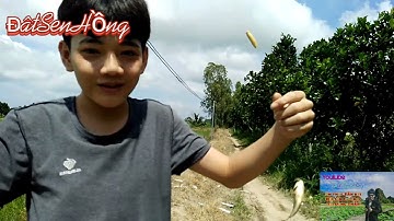 Câu cá rô đồng siêu to cùng Đất Sen Hồng #5