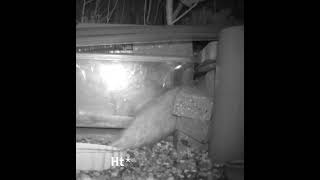 Amazing Flexible Fox, Eating Hedges Food