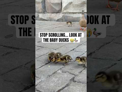 STOP SCROLLING… THIS LAST BABY DUCK 😭🦆